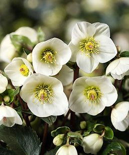 氷の薔薇 品種リスト | fujitanursery
